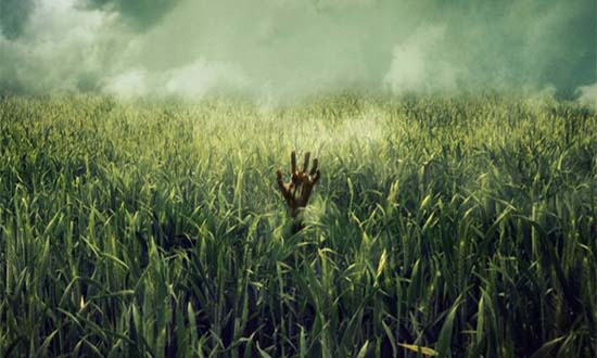 in the tall grass stephenking